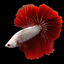RED DRAGON BETTA