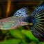 GUPPY FISH MIX MALE 3cm
