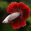 RED DRAGON BETTA