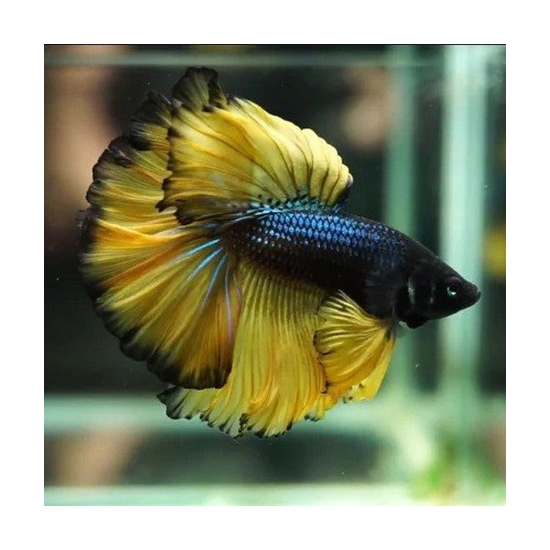 HALFMOON MUSTARD BETTA DIFFERENT COLOUR