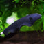 BLACK GHOST KNIFE FISH 5-7cm