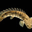 TIGER BICHIR 15-18cm