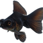 BLACK MOOR FISH