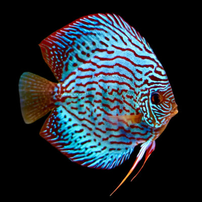 Discus Fish Mix 8cm