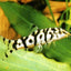 YOYO LOACH