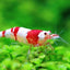 CRYSTAL SHRIMPS 1.5cm