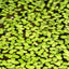 Duckweed Floating Plant