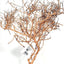 TINY RAMOUS WOOD 20-50cm