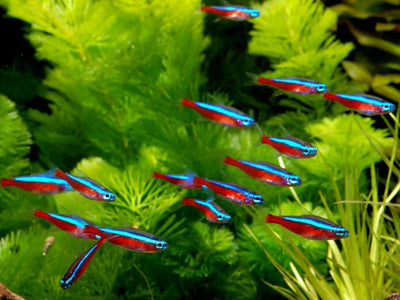 wonderful freshwater fish
