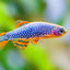 Galaxy Rasbora 1.5cm