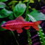 Cherry Barb 2-3cm