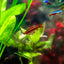 Cherry Barb 2-3cm