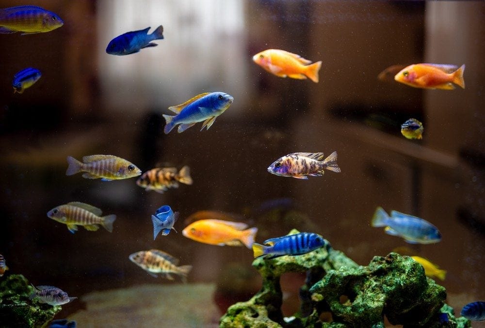 MALAWI MIX 3-4cm