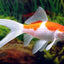 COMET FISHES MIX