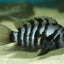 CONVICT CICHLID 5.5cm