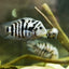 CONVICT CICHLID 5.5cm