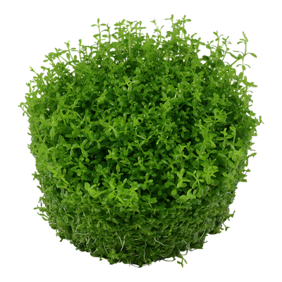 TROPICA MICRANTHEMUM CALLITRICHOIDES 'CUBA'