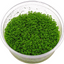 HC CUBA TISSUE CULTURE CUP PLANT