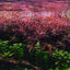 Ludwigia Aracuata Pot Plant