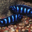 DEMASONI CICHLIDS 5-6cm