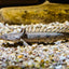 TIGER BICHIR 15-18cm