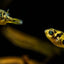 Dwarf Puffer