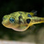 Dwarf Puffer