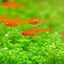 EMBER TETRA
