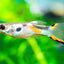ENDLER GUPPY 2.5cm