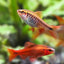 Cherry Barb 2-3cm