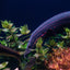 REDSPOT FIRE EEL