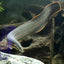 REDSPOT FIRE EEL