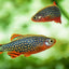 Galaxy Rasbora 1.5cm