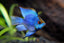 RAMIREZI FISH
