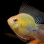 RAMIREZI FISH