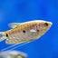 GOURAMI MIX 6cm