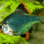 TIGER BARB FISH 3.5cm