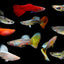 GUPPY FISH MIX MALE 3cm