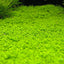 HC CUBA TISSUE CULTURE CUP PLANT