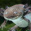 AXOLOTL