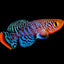 KILLI FISH