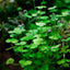 Hydrocotyle Tripartita Japan Pot Plant