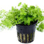 Hydrocotyle Tripartita Japan Pot Plant