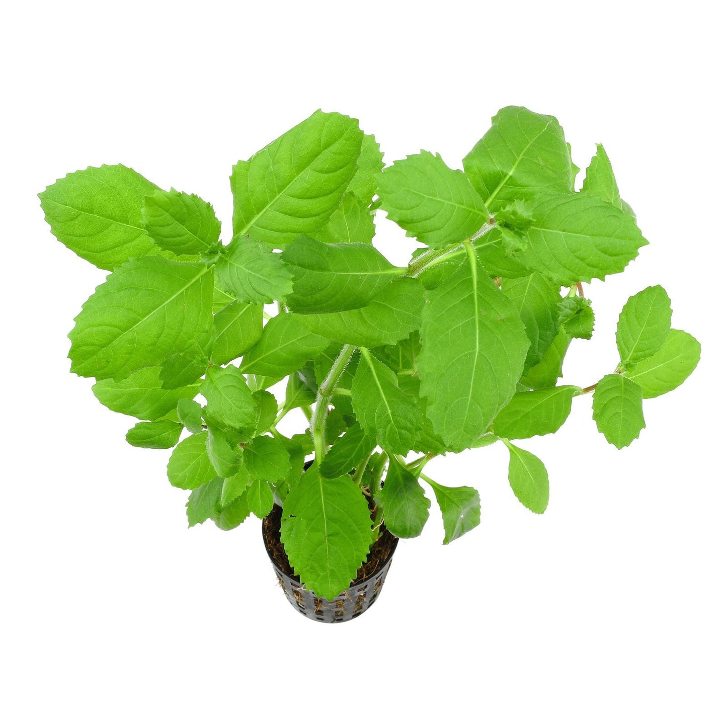 HYGROPHILA DIFFORMIS POT PLANT
