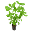 HYGROPHILA DIFFORMIS POT PLANT
