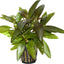 Hygrophila Corymbosa Pot Plant