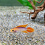 Apistogramma Fish