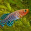 KILLI FISH