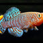 KILLI FISH
