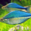 LAKE KUTUBU RAINBOW FISH